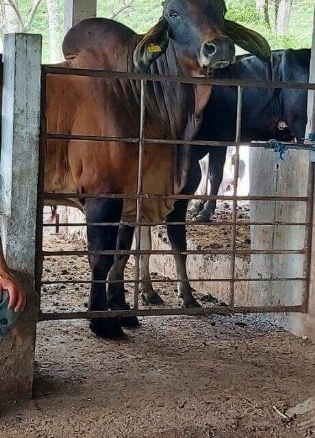 Se-venden-589-manzanas-en-Cerro-el-Joconal-Municipio-san-Luis,-Santa-Barbara14-op