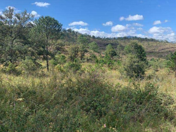 Venta-de-67.7-MZ-de-Terreno-en-Agalteca,-Francisco-Morazán,-Honduras4-op