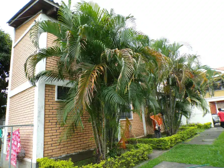 Las mesetas san pedro sula (1)
