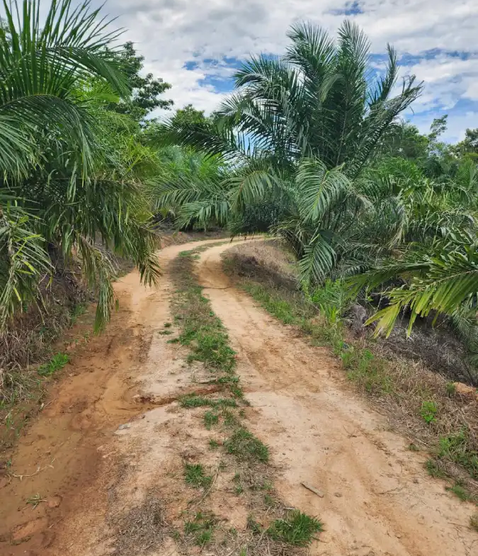 Finca agrícola con acceso vehicular en venta Honduras