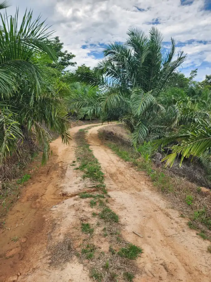 Finca agrícola con acceso vehicular en venta Honduras