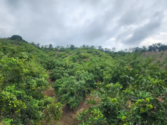 Finca con Casa en Venta en San Antonio La Masica Atlántida