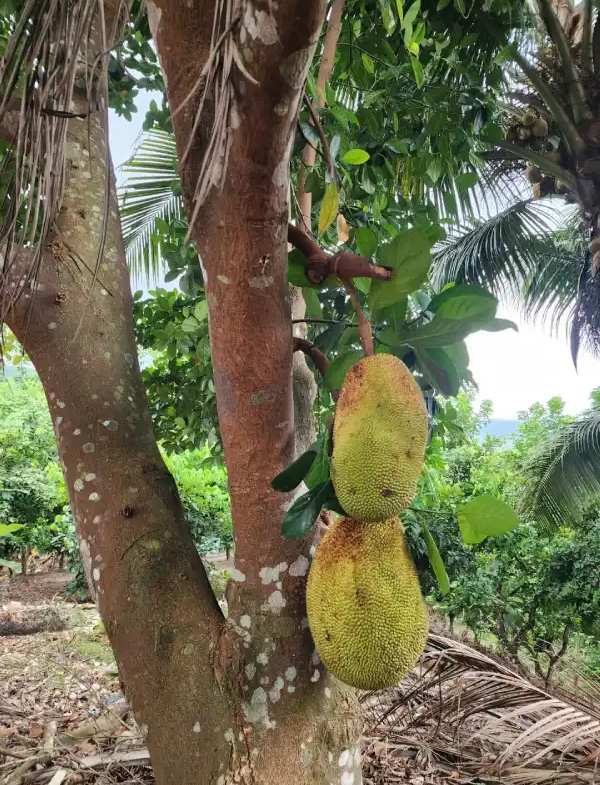 Finca con árboles frutales Honduras