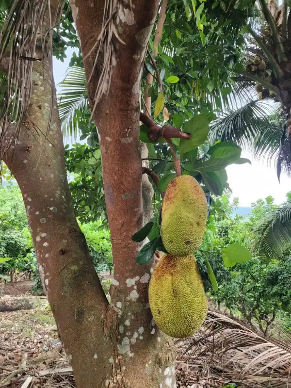 Finca con árboles frutales Honduras
