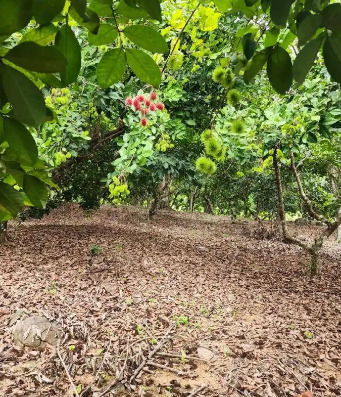Finca de 17 manzanas en venta en La Masica Atlantida
