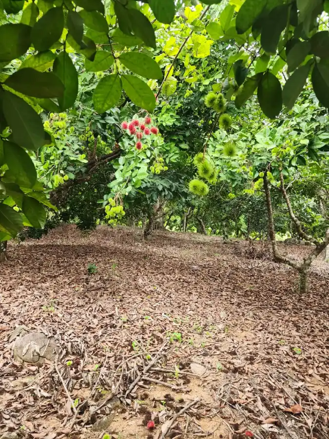 Finca de 17 manzanas en venta en La Masica Atlantida
