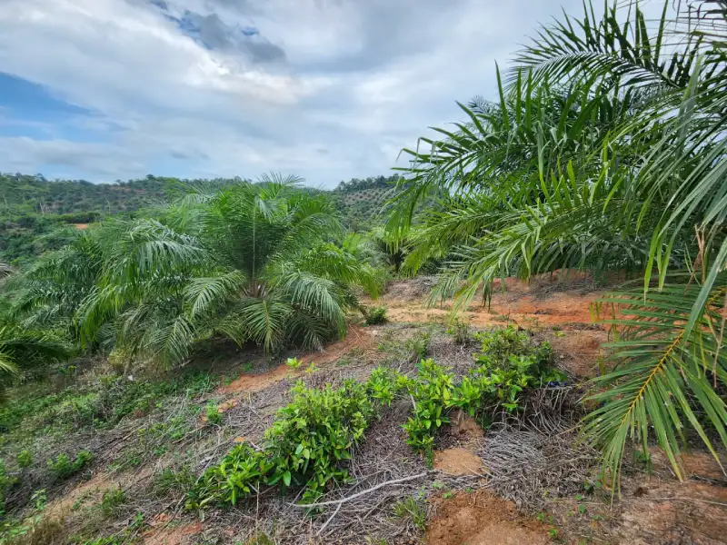 Finca de palma africana en venta Honduras