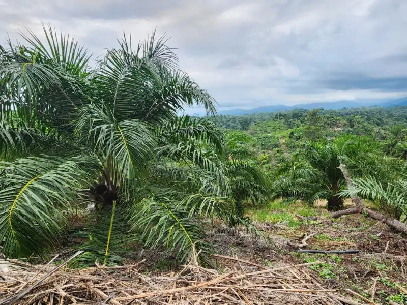 Finca de palma en venta Atlántida
