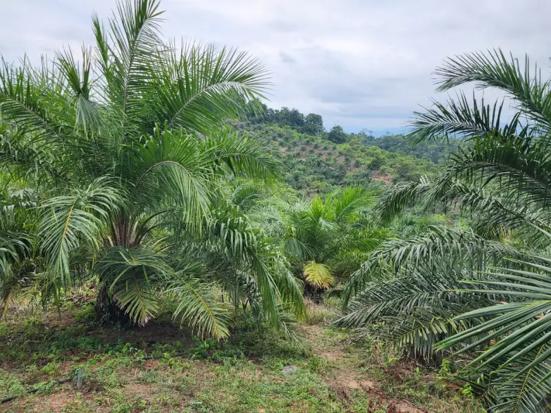 Finca en venta Arizona Atlántida