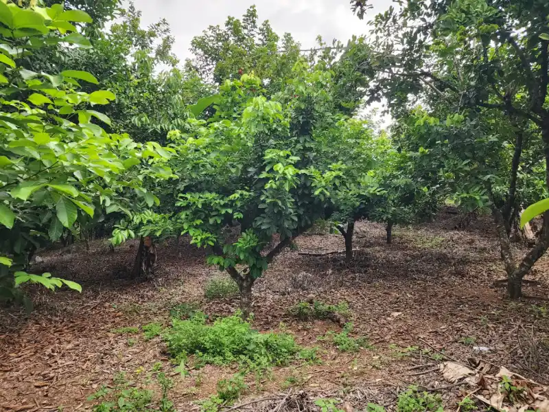 Finca en venta La masica Atlántida Honduras