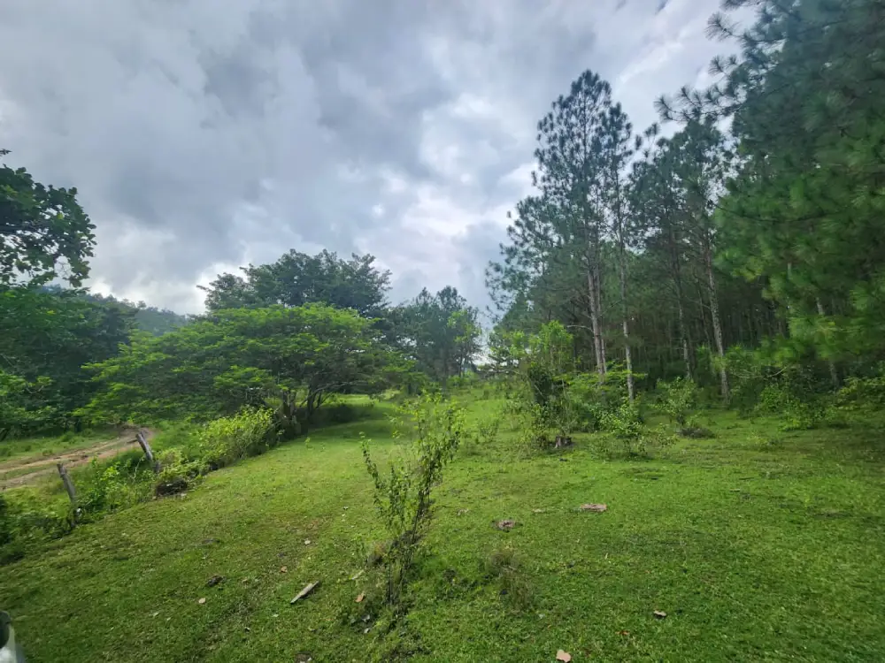 Finca ganadera en venta Cortés