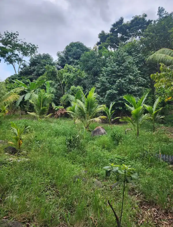 Finca productiva en Atlántida Honduras