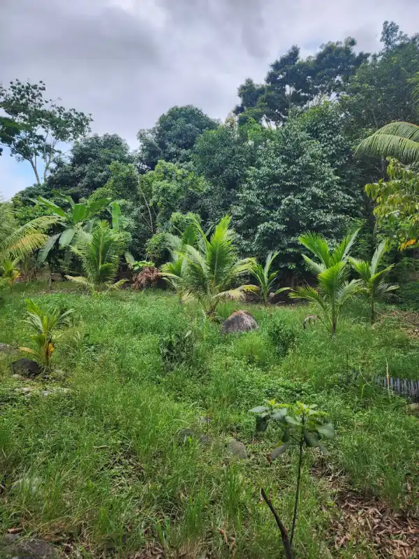Finca productiva en Atlántida Honduras