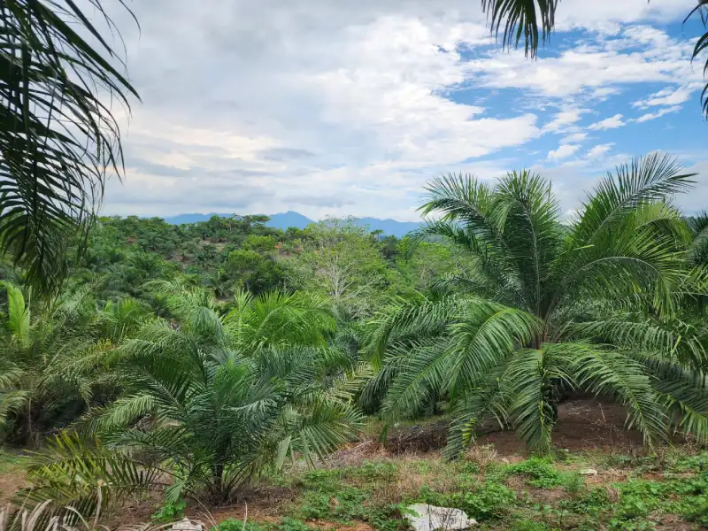 Finca productiva en Atlántida Honduras
