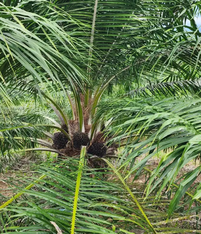 Finca productora de palma africana
