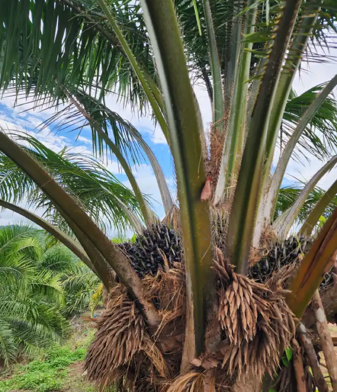 Finca productora de palma africana en Honduras