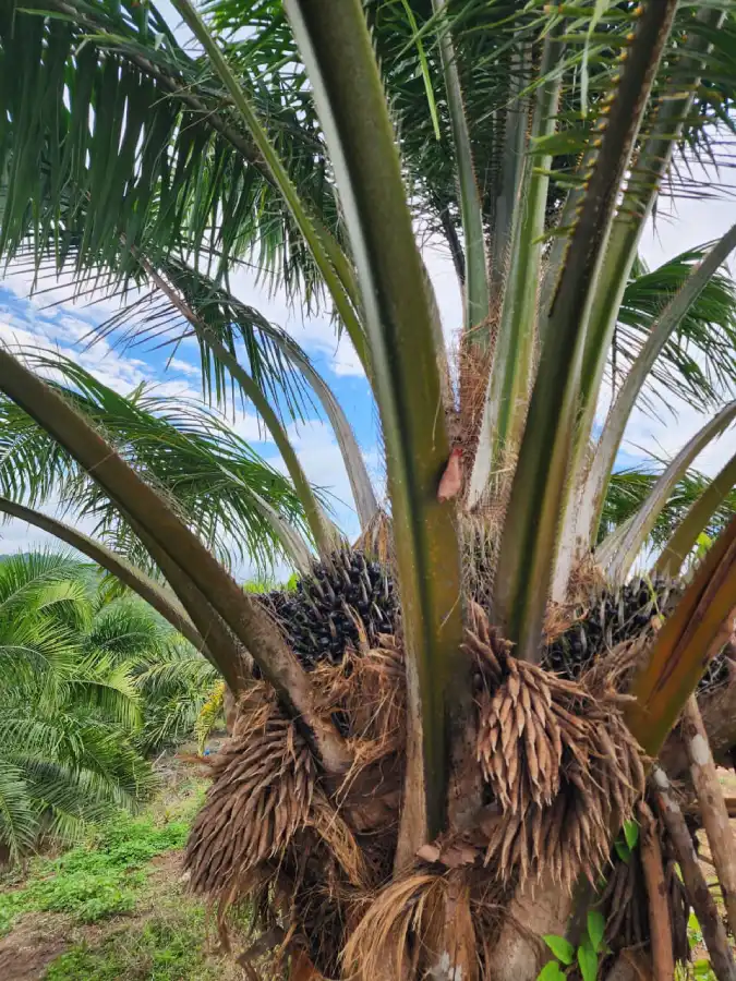 Finca productora de palma africana en Honduras