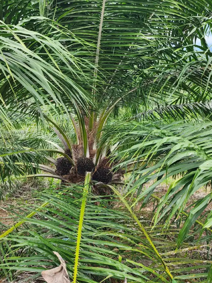 Finca productora de palma africana