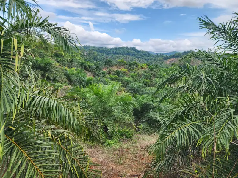 Plantación de palma africana en venta