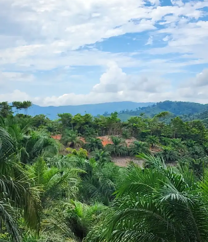 Plantación productiva de palma Honduras