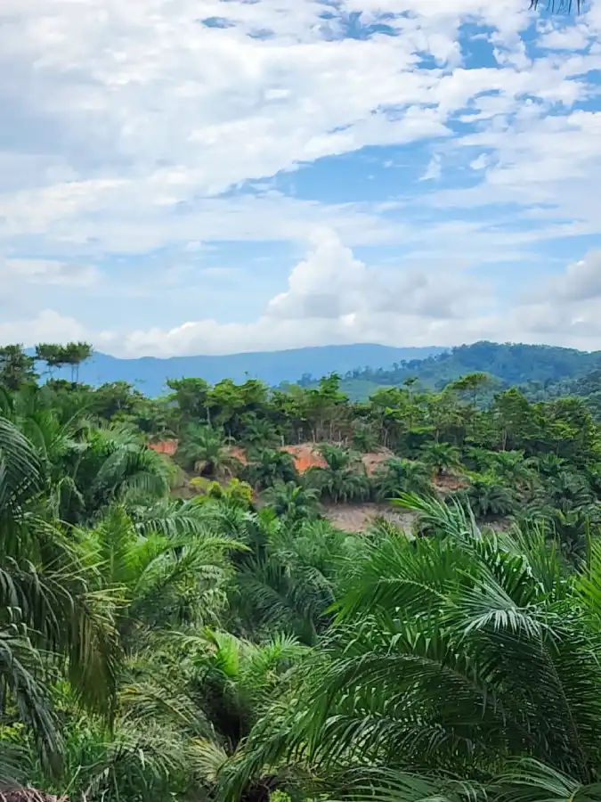Plantación productiva de palma Honduras
