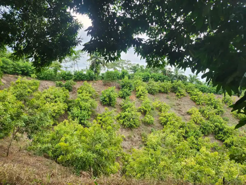 Propiedad agrícola con casa Atlantida Honduras