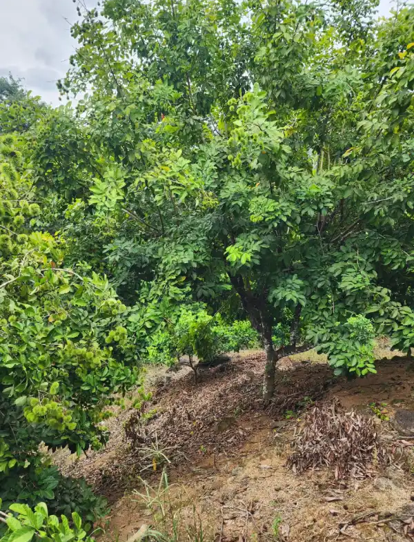 Propiedad agrícola con casa en La Masica Atlantida Honduras