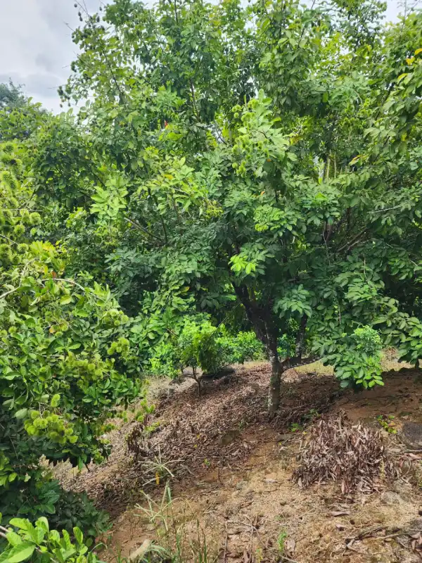 Propiedad agrícola con casa en La Masica Atlantida Honduras