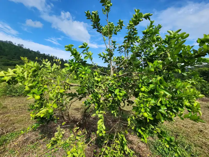 Propiedad agricola con cultivo de limon persa santa cruz de yojoa