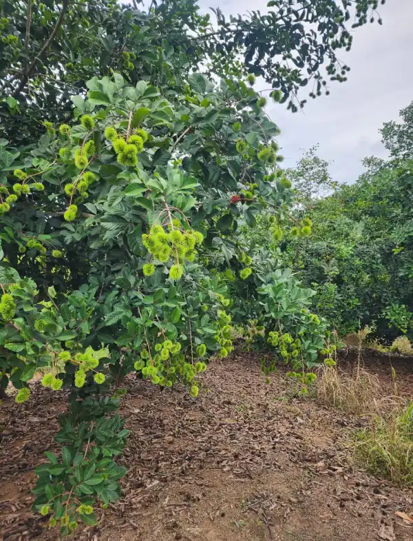 Propiedad rural en La Masica Atlántida Honduras