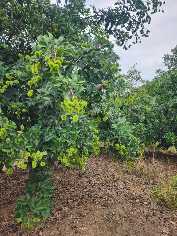 Propiedad rural en La Masica Atlántida Honduras