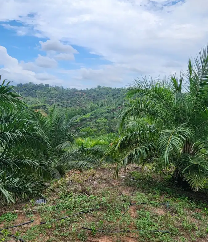 Terreno agrícola en venta Atlántida Honduras