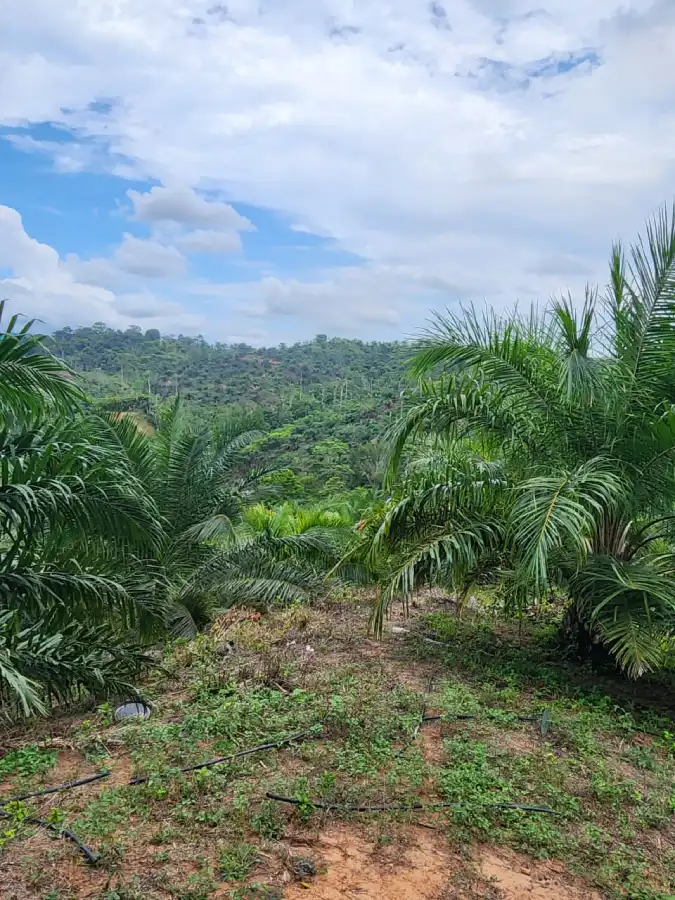 Terreno agrícola en venta Atlántida Honduras