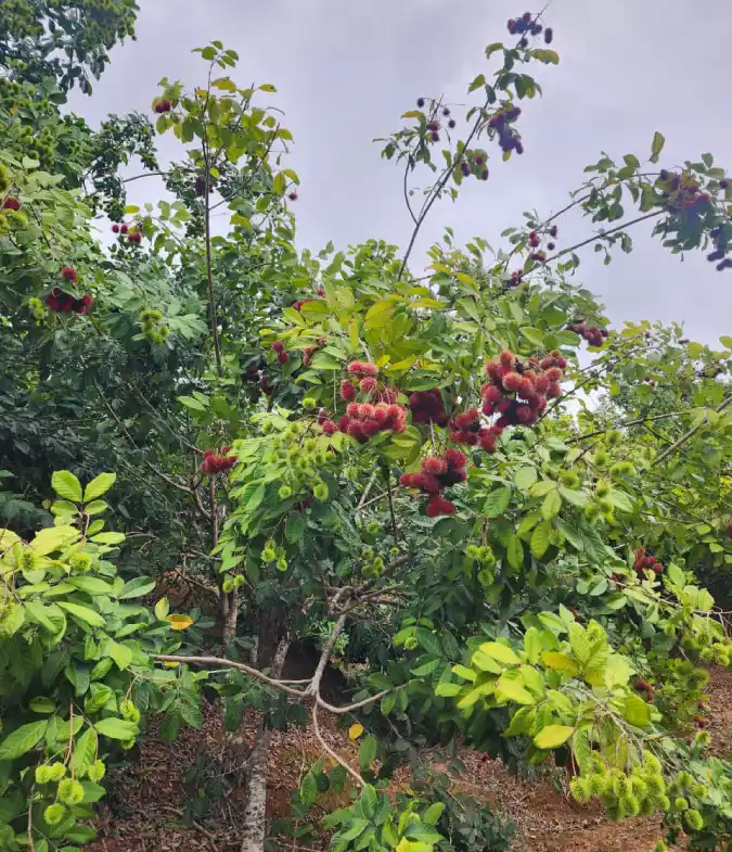 Terreno agrícola en venta La masica Atlántida Honduras