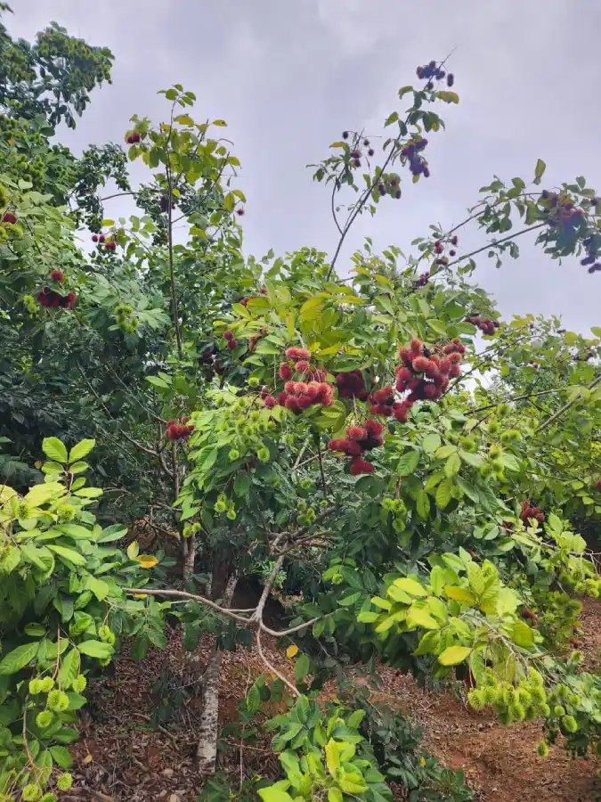 Terreno agrícola en venta La masica Atlántida Honduras