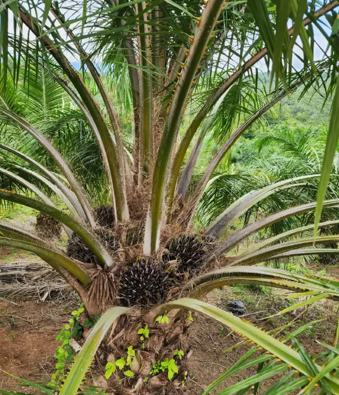 Terreno con Finca productora de palma africana en Honduras