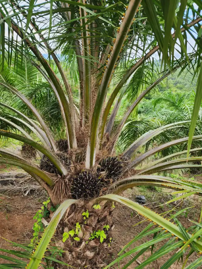 Terreno con Finca productora de palma africana en Honduras