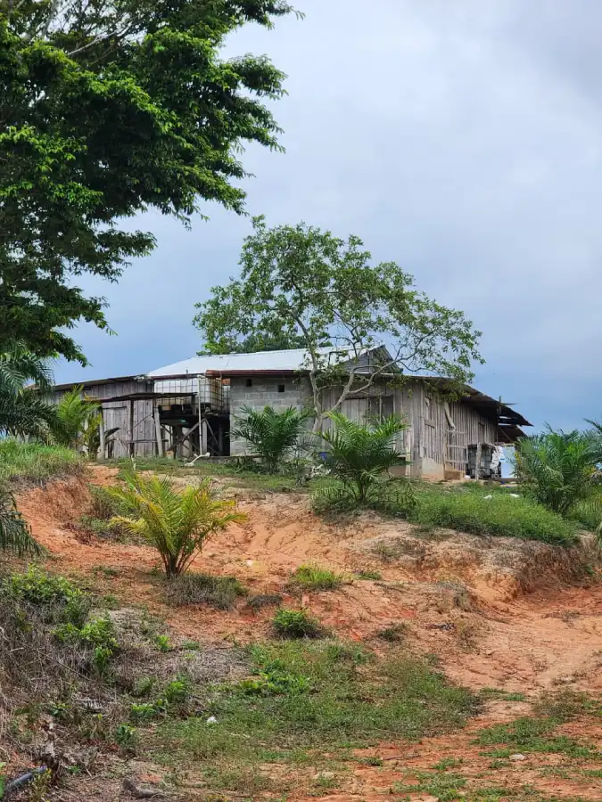 Terreno con plantación de palma africana en venta en Honduras