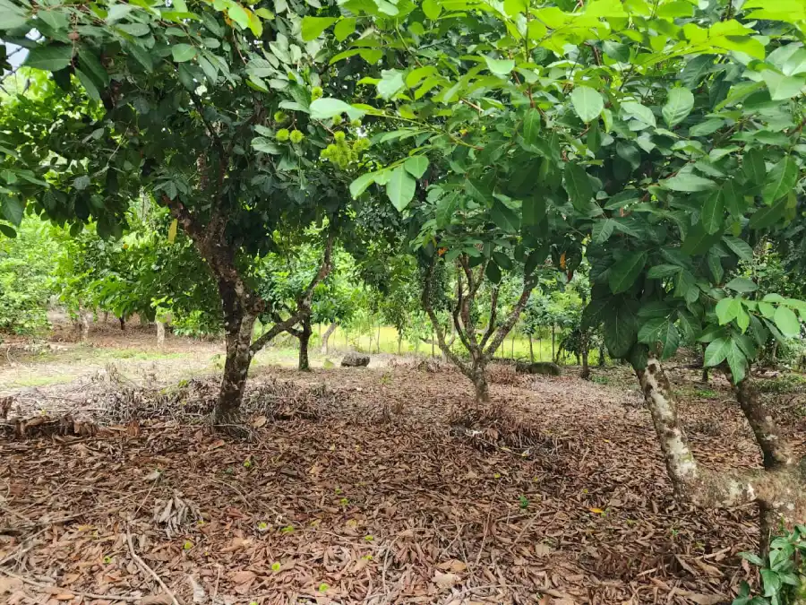 Terreno en venta Finca en venta San Antonio Atlántida